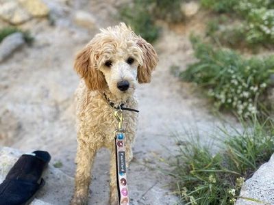 5 Month Old Female Mini GoldenDoodle Mini Golden Doodle