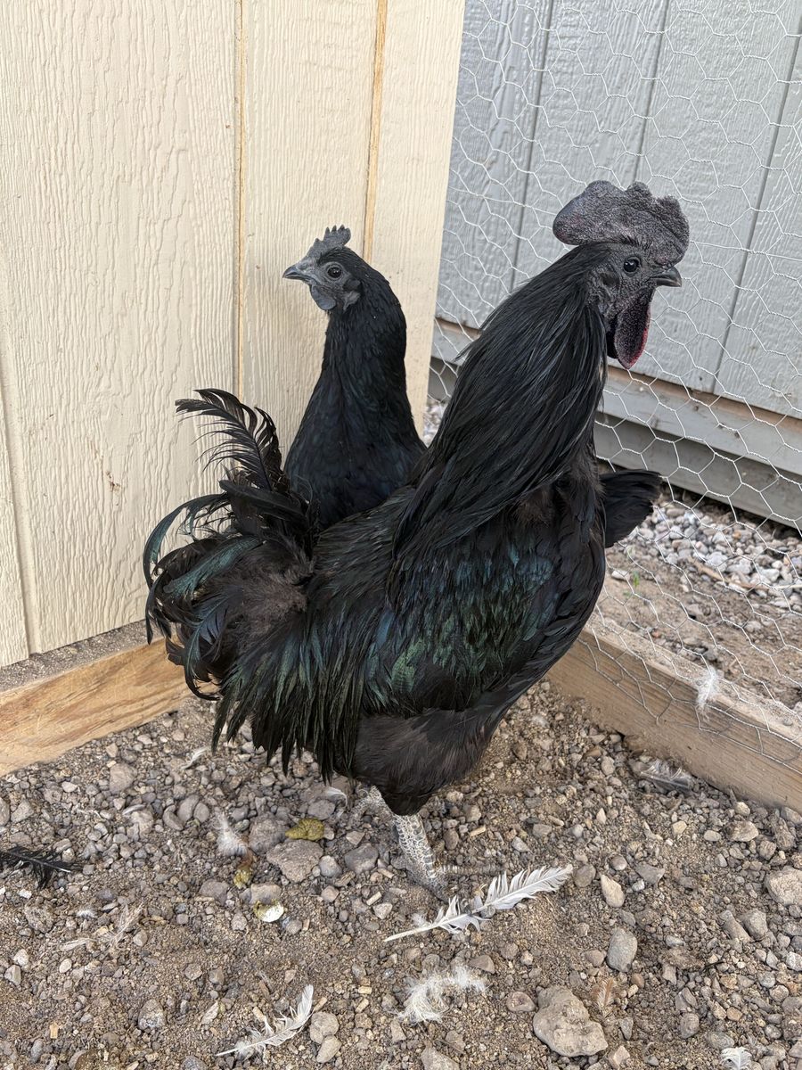 Ayam Cemani