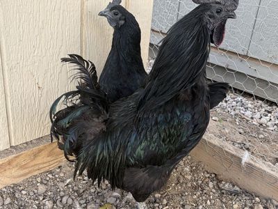 Ayam Cemani