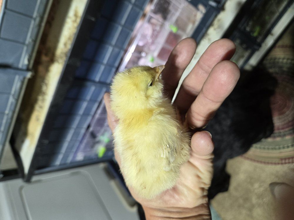 Salmon Faverolle Chicks