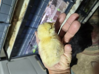 Salmon Faverolle Chicks