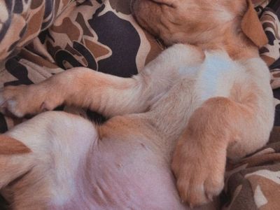 Adorable Basset/Mastiff/Lab Mix Puppies