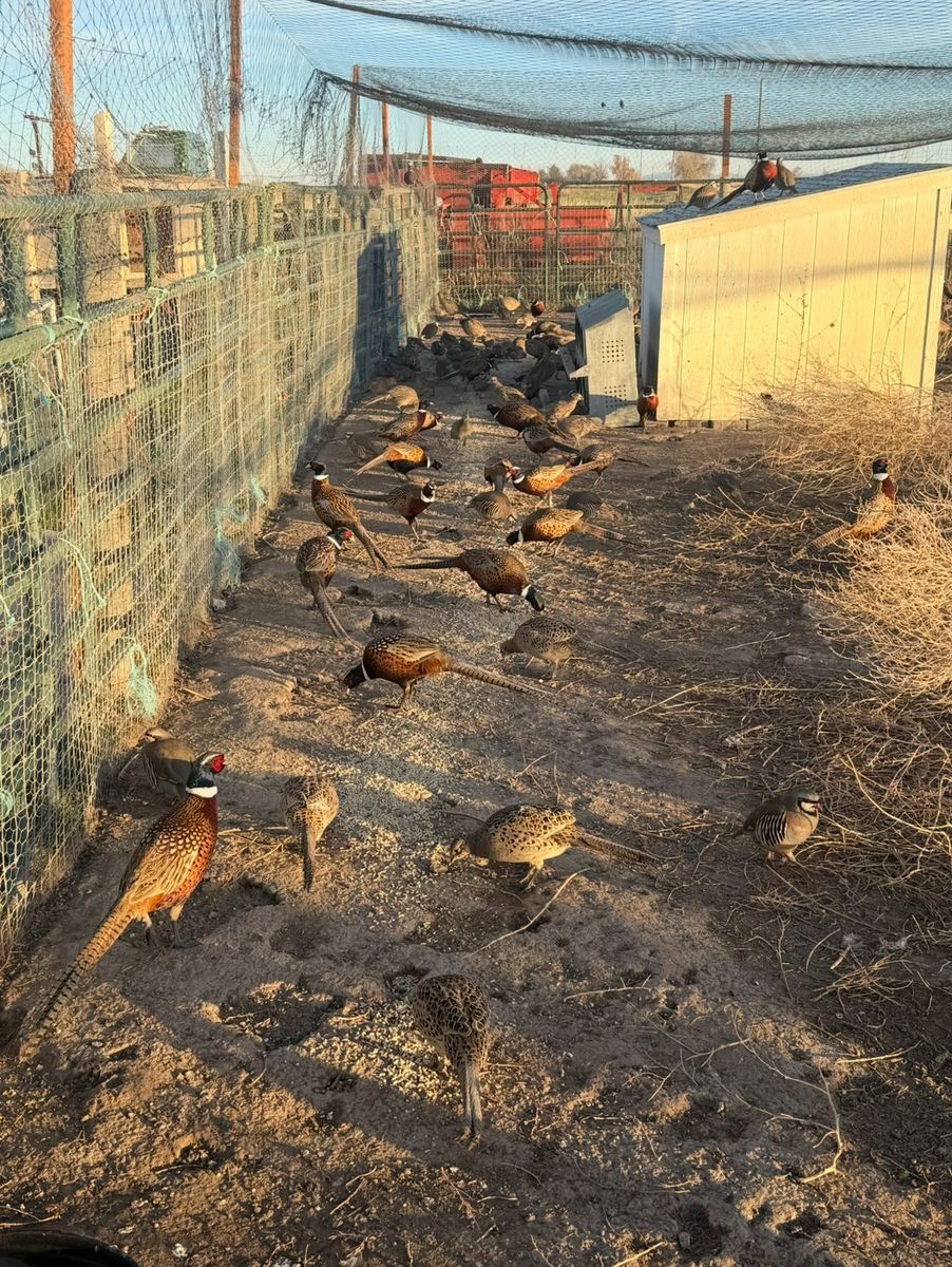 Pheasants & Chuckers for sale