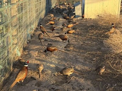 Pheasants & Chuckers for sale
