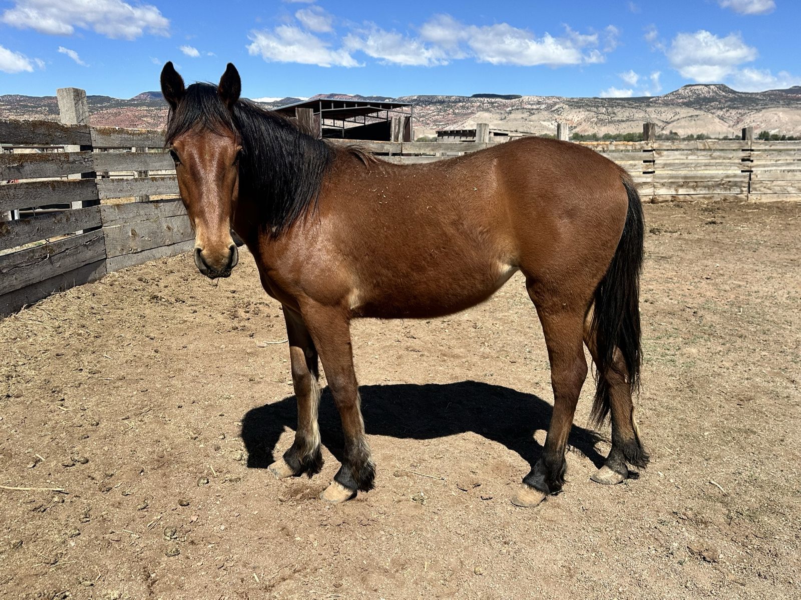 2 Y/O Grade Filly