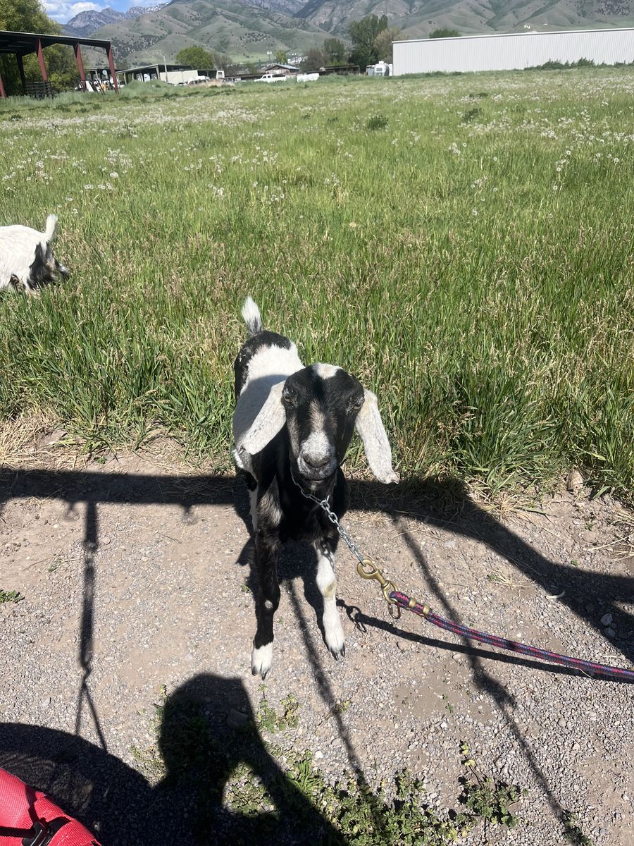 Goats