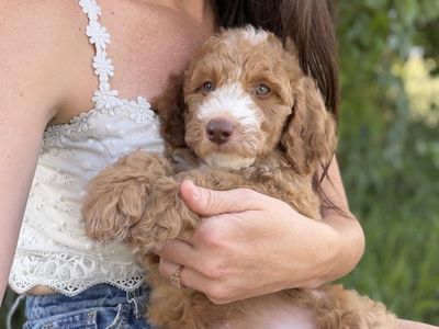 Irishdoodle Puppy