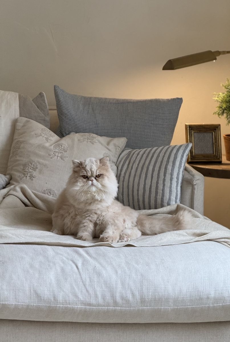 Purebred Golden Persian Cat - Luis with Gear & Supplies