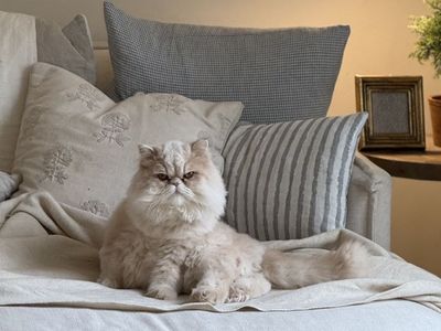 Purebred Golden Persian Cat - Luis with Gear & Supplies