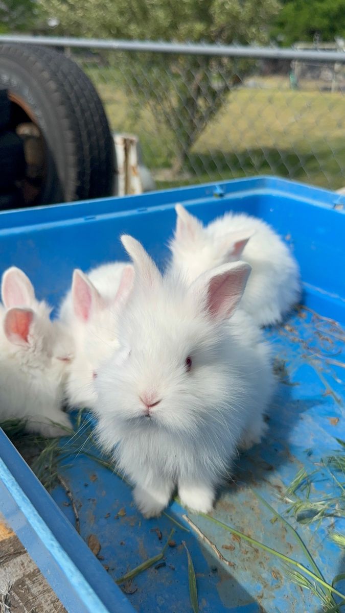 BABY BUNNIES FOR SALE!!!