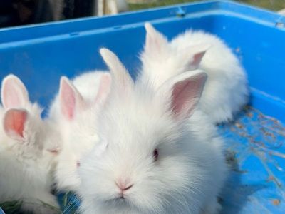BABY BUNNIES FOR SALE!!!