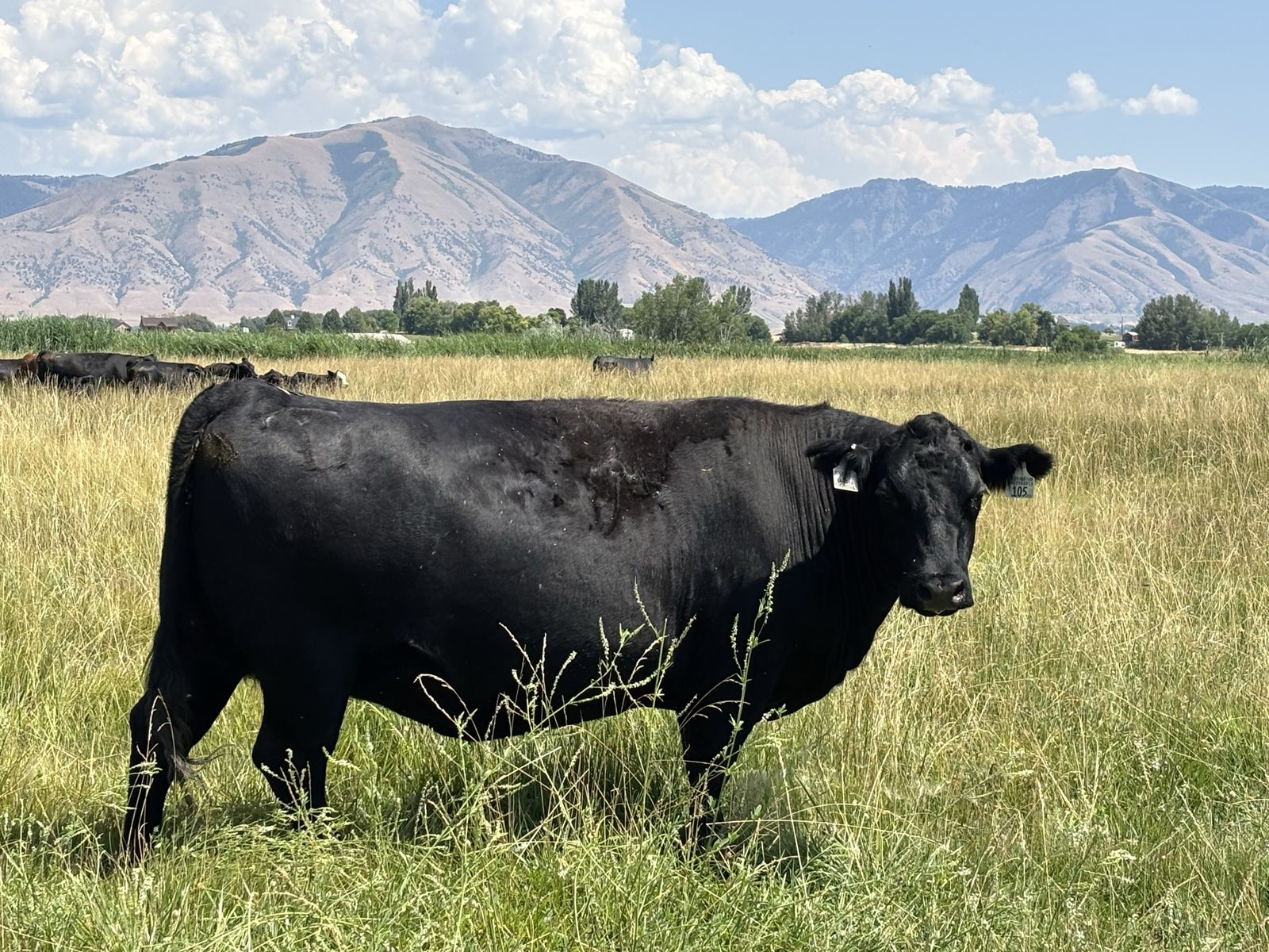 Black Angus cow