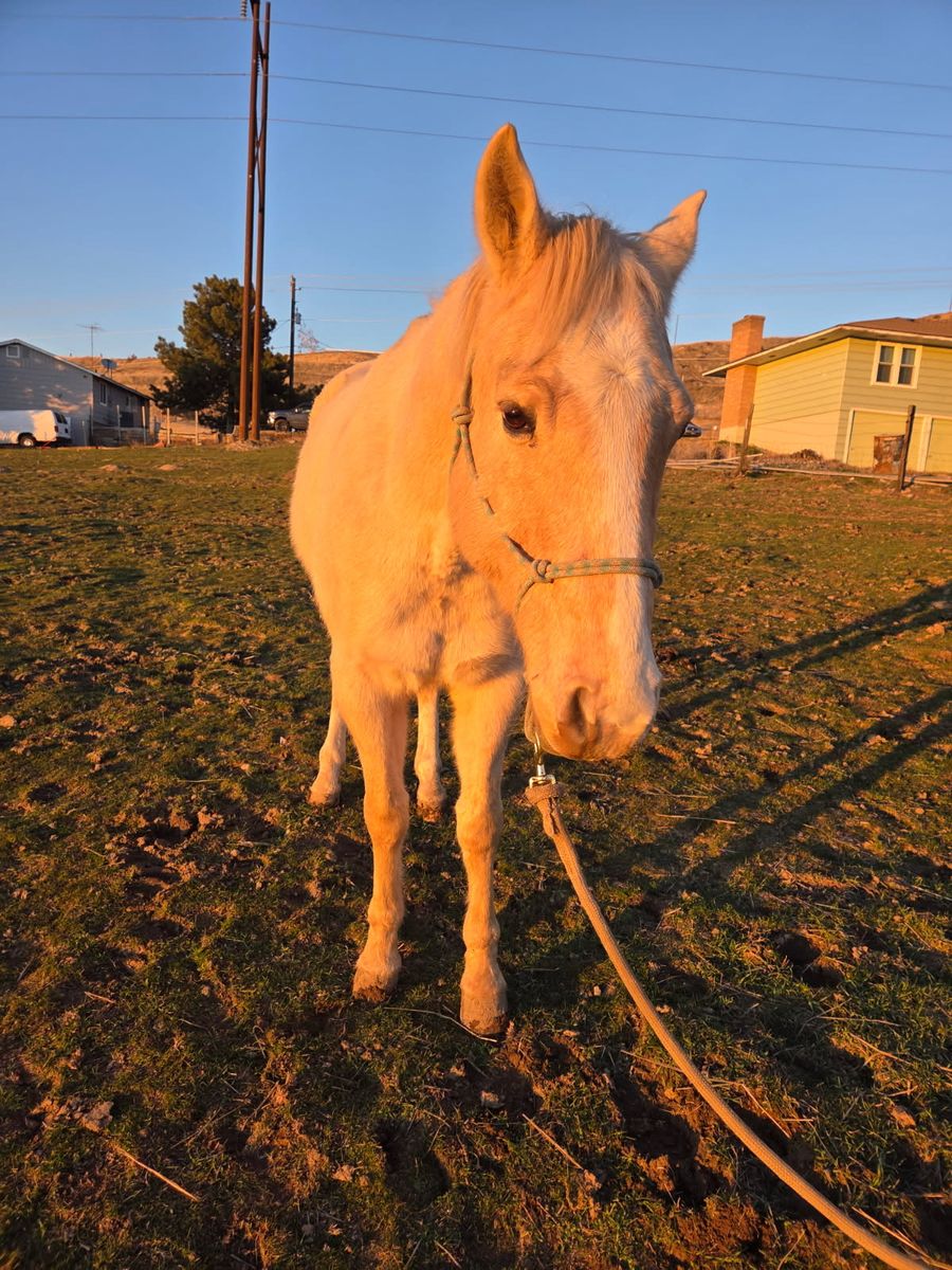 Monty: Big Beautiful Palomino Pasture Pony