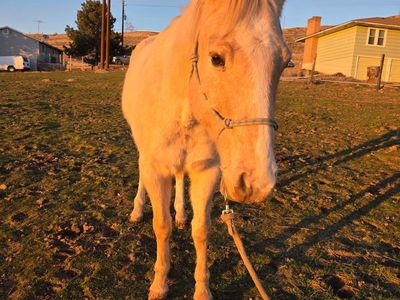 Monty: Big Beautiful Palomino Pasture Pony