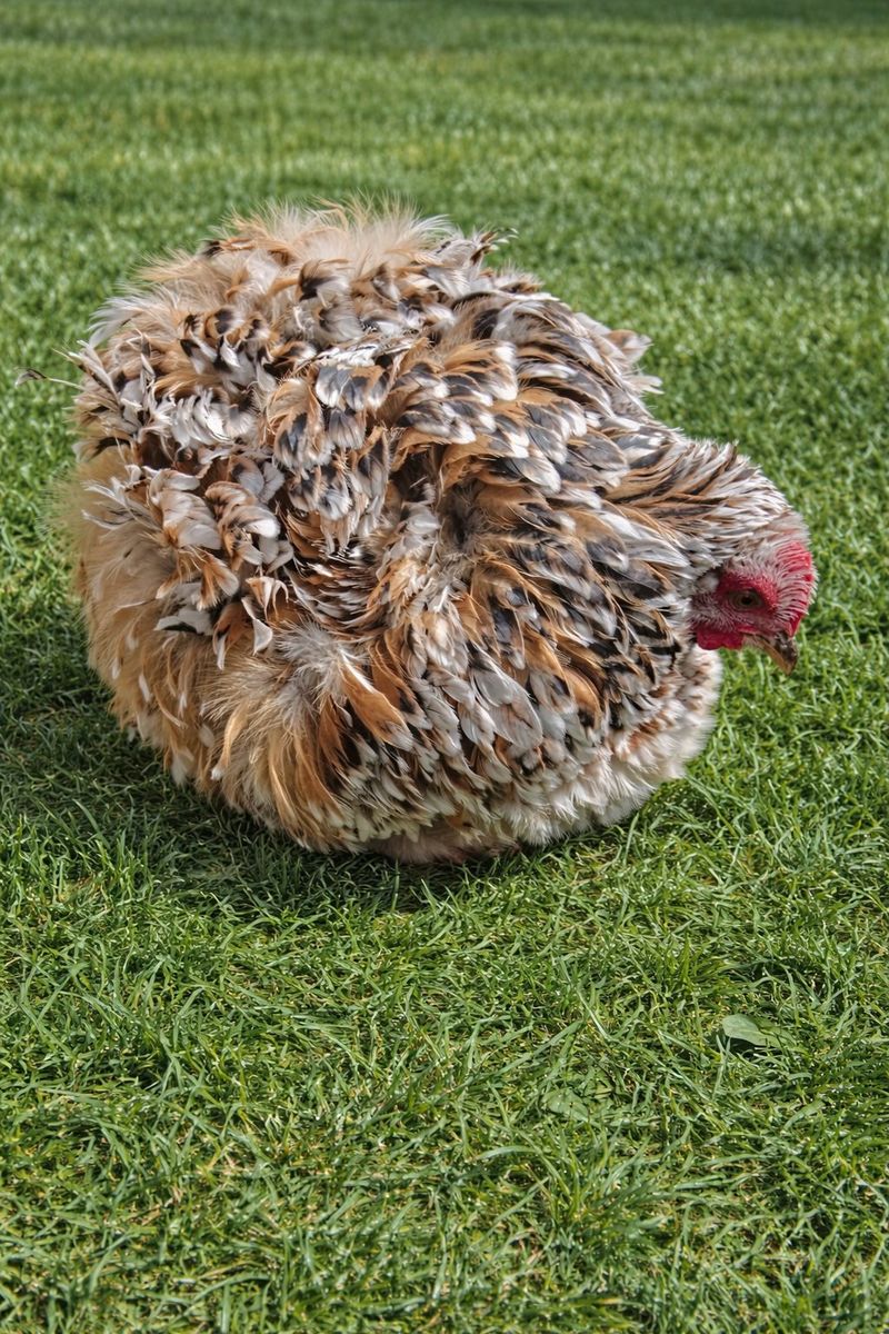 Calico/mille bantam cochin Fertilized eggs
