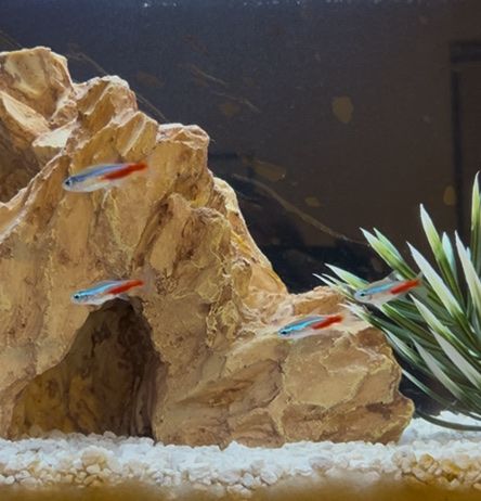 Neon Tettras And Food