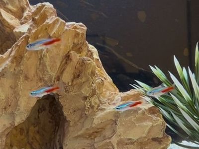 Neon Tettras And Food