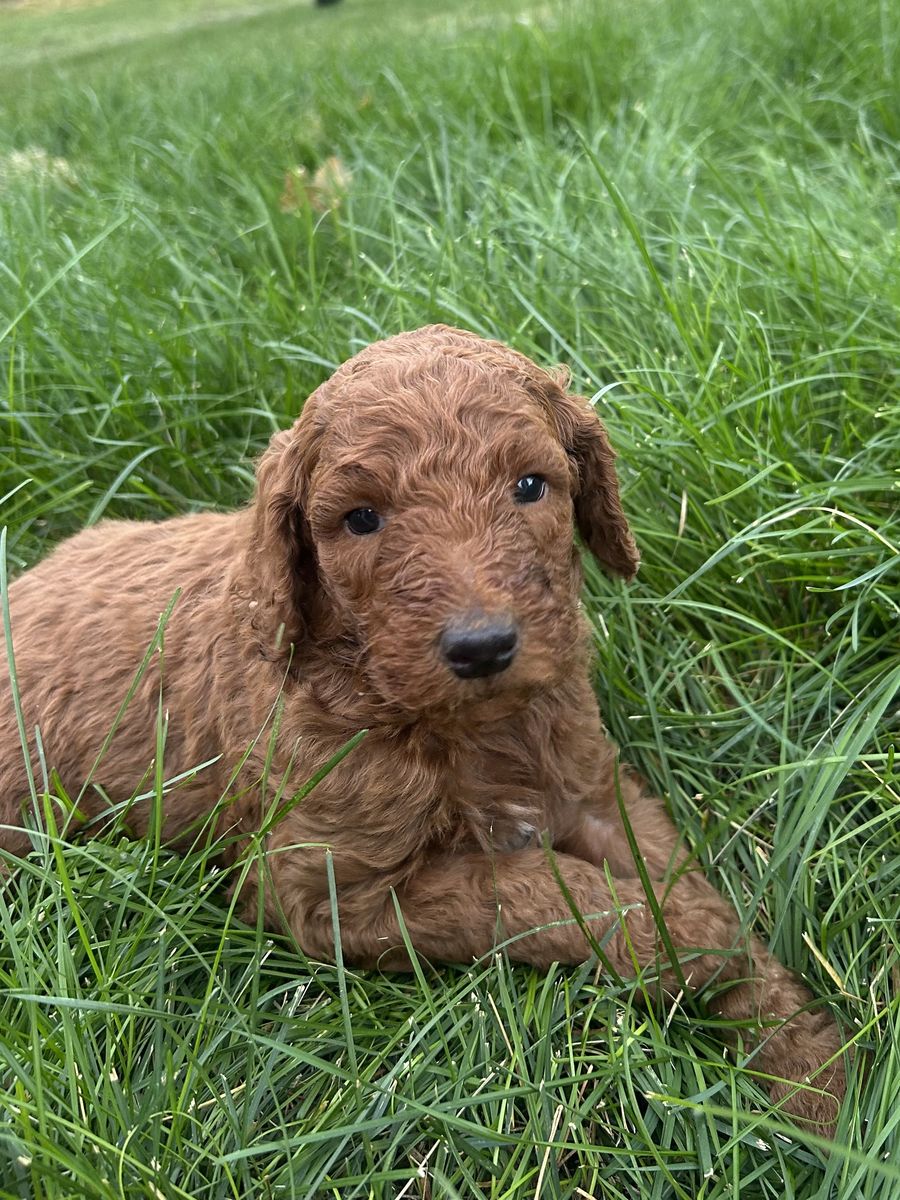 Red Standard Poodles