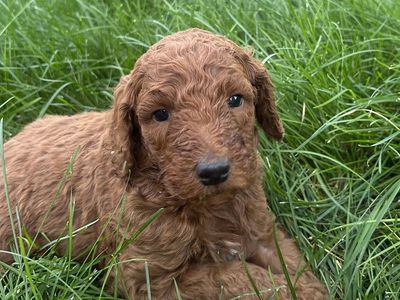 Red Standard Poodles