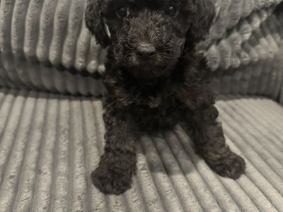 Yorkiepoo Puppies