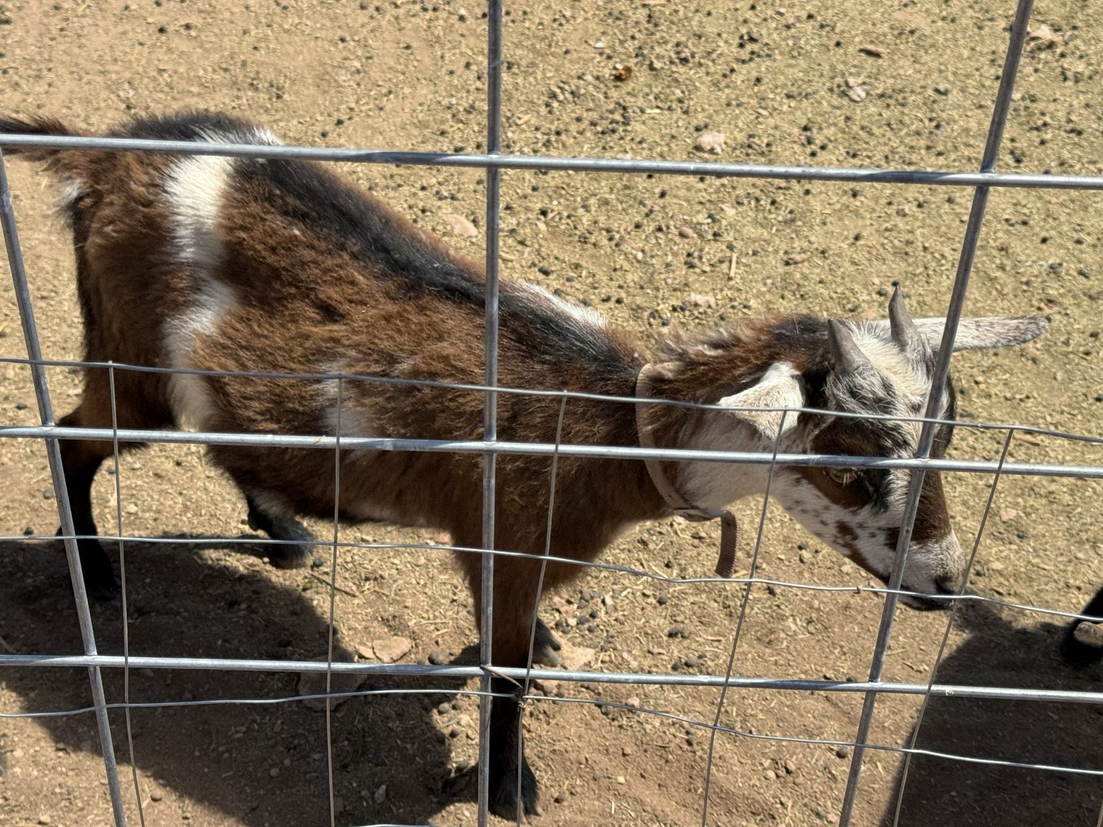 Nigerian dwarf goat