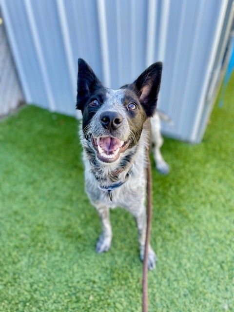 A159184 Hope is Available for Adoption!