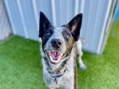 A159184 Hope is Available for Adoption!