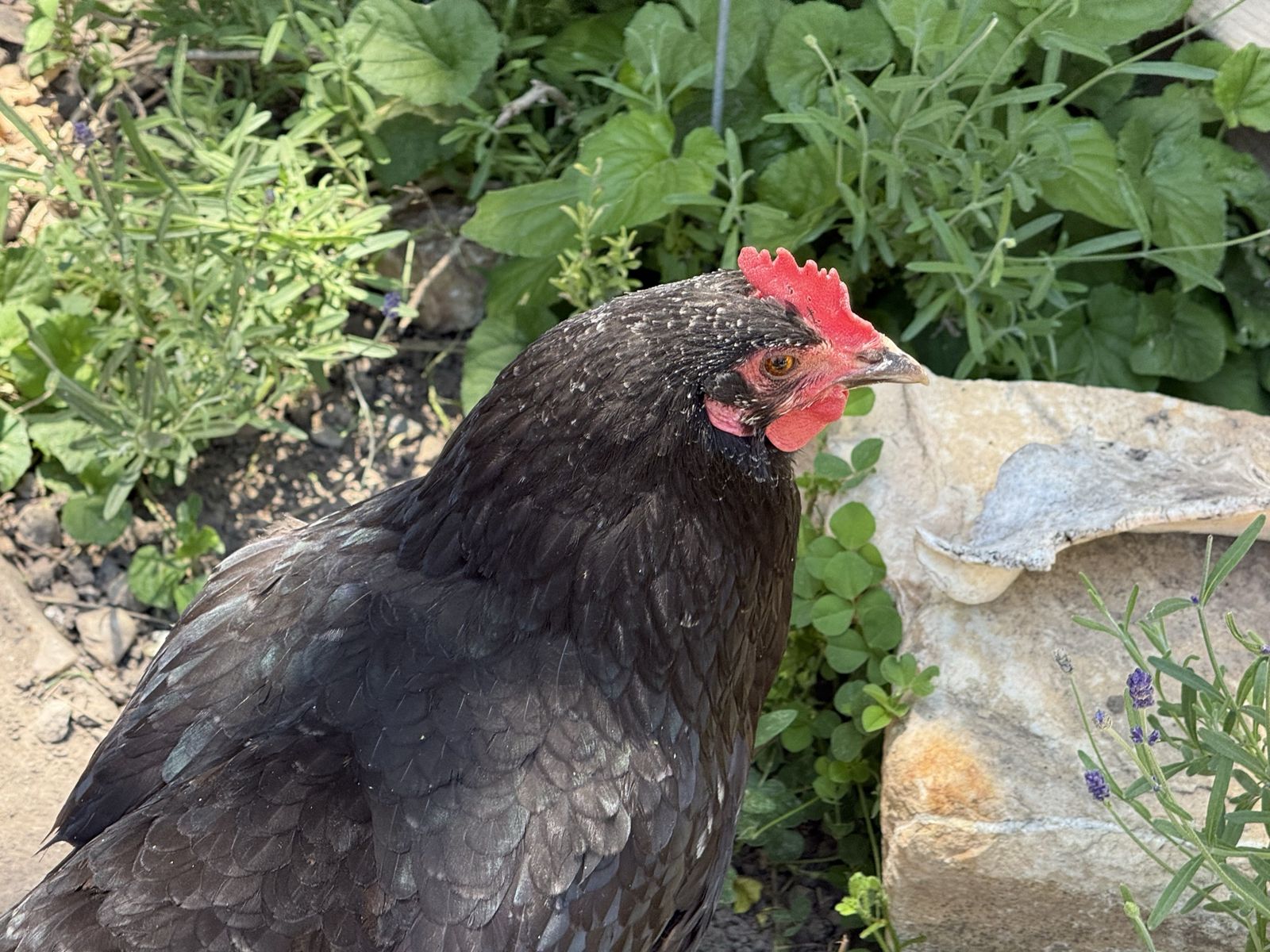 Egg Laying Hens Chickens