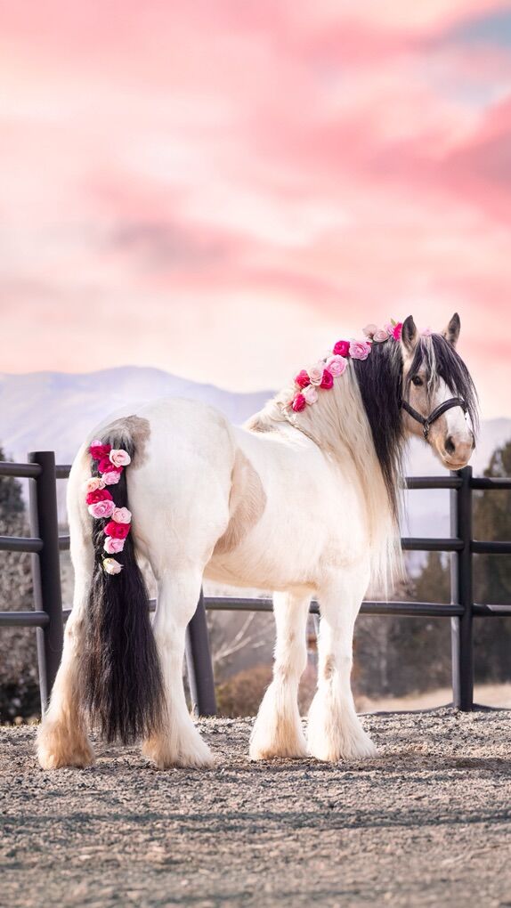 Prada – 7 y/o Gypsy Vanner Mare