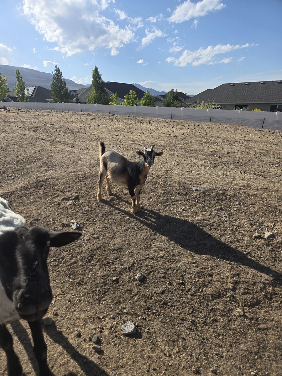 Goats for sale