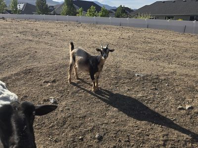 Goats for sale