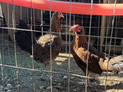 Gamefowl hens