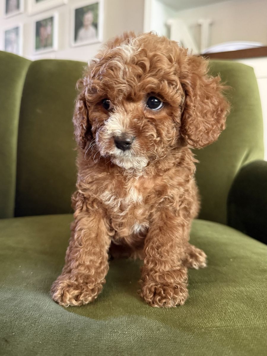 Cavapoo puppies