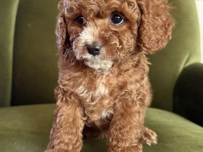 Cavapoo puppies