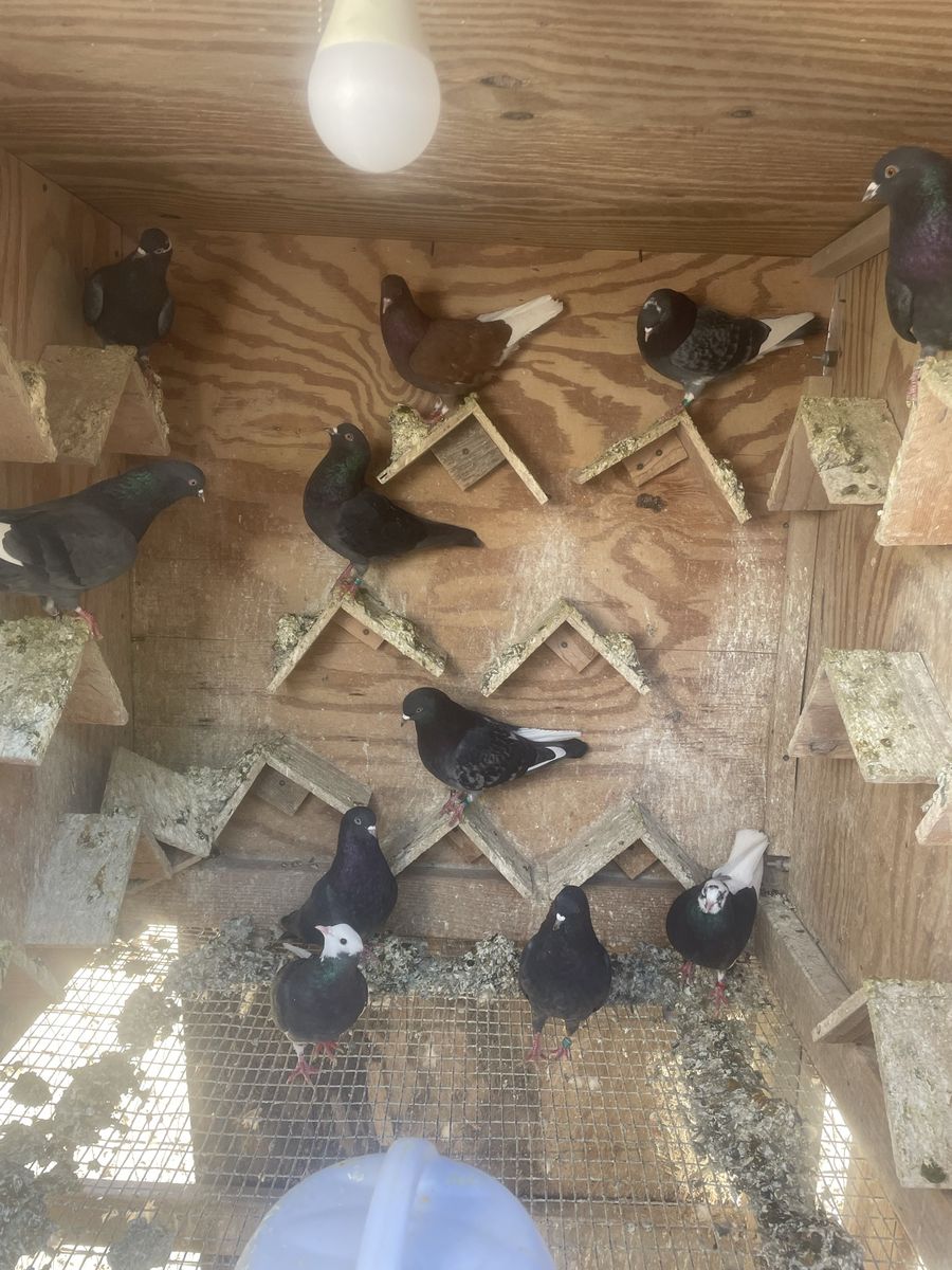 Roller Pigeons