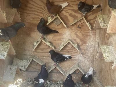 Roller Pigeons