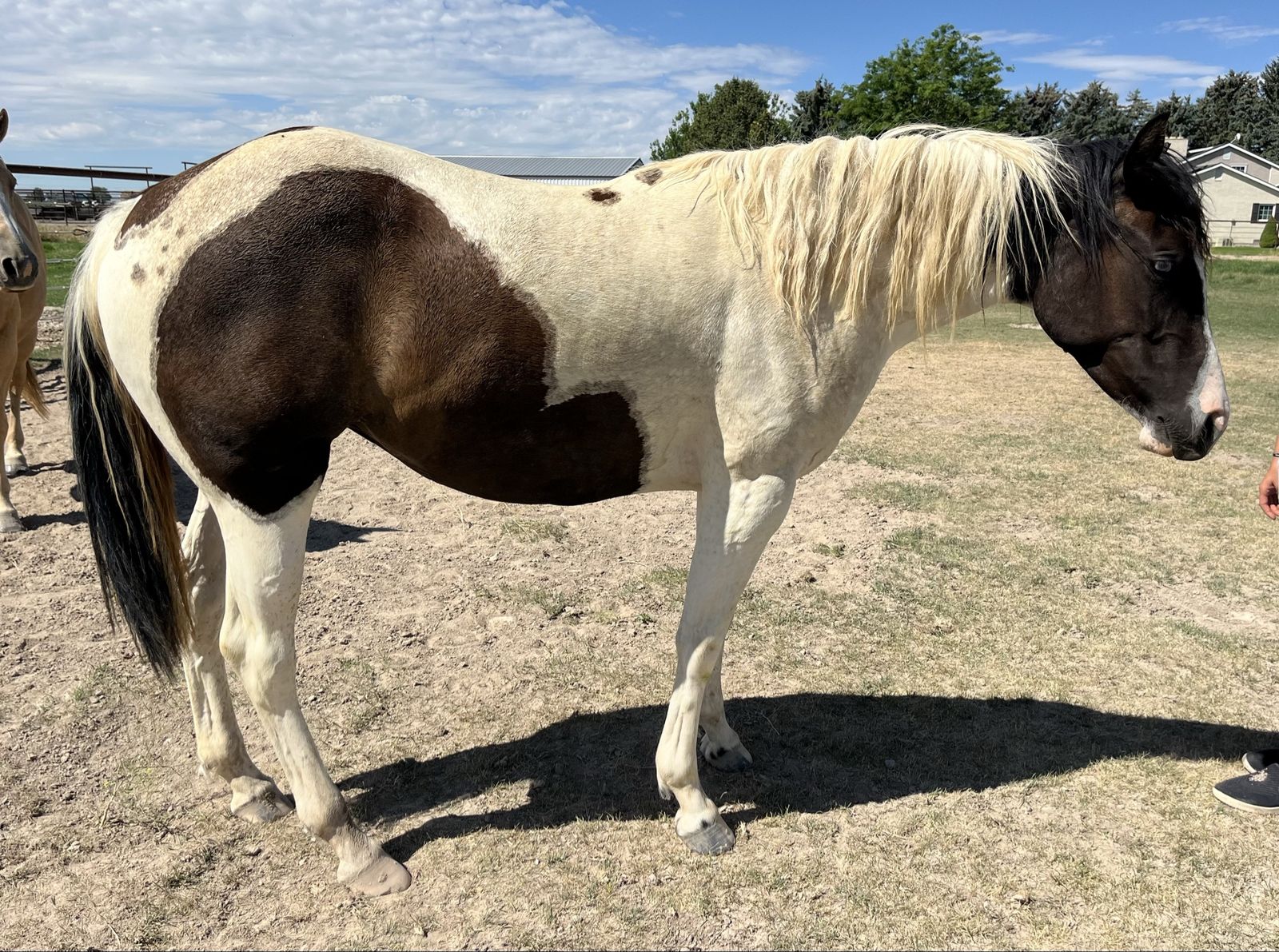 Registered cowbred paint filly