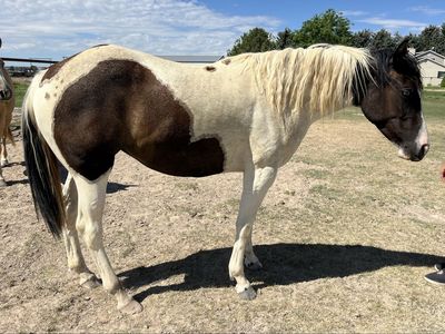 Registered cowbred paint filly