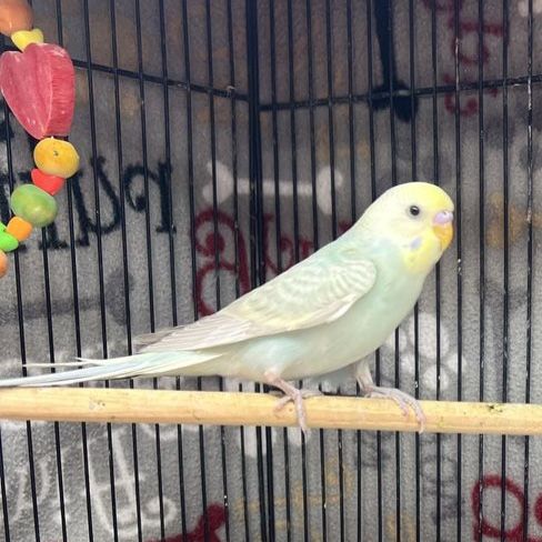 Baby Parakeet