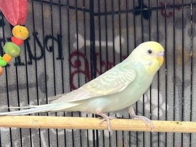 Baby Parakeet