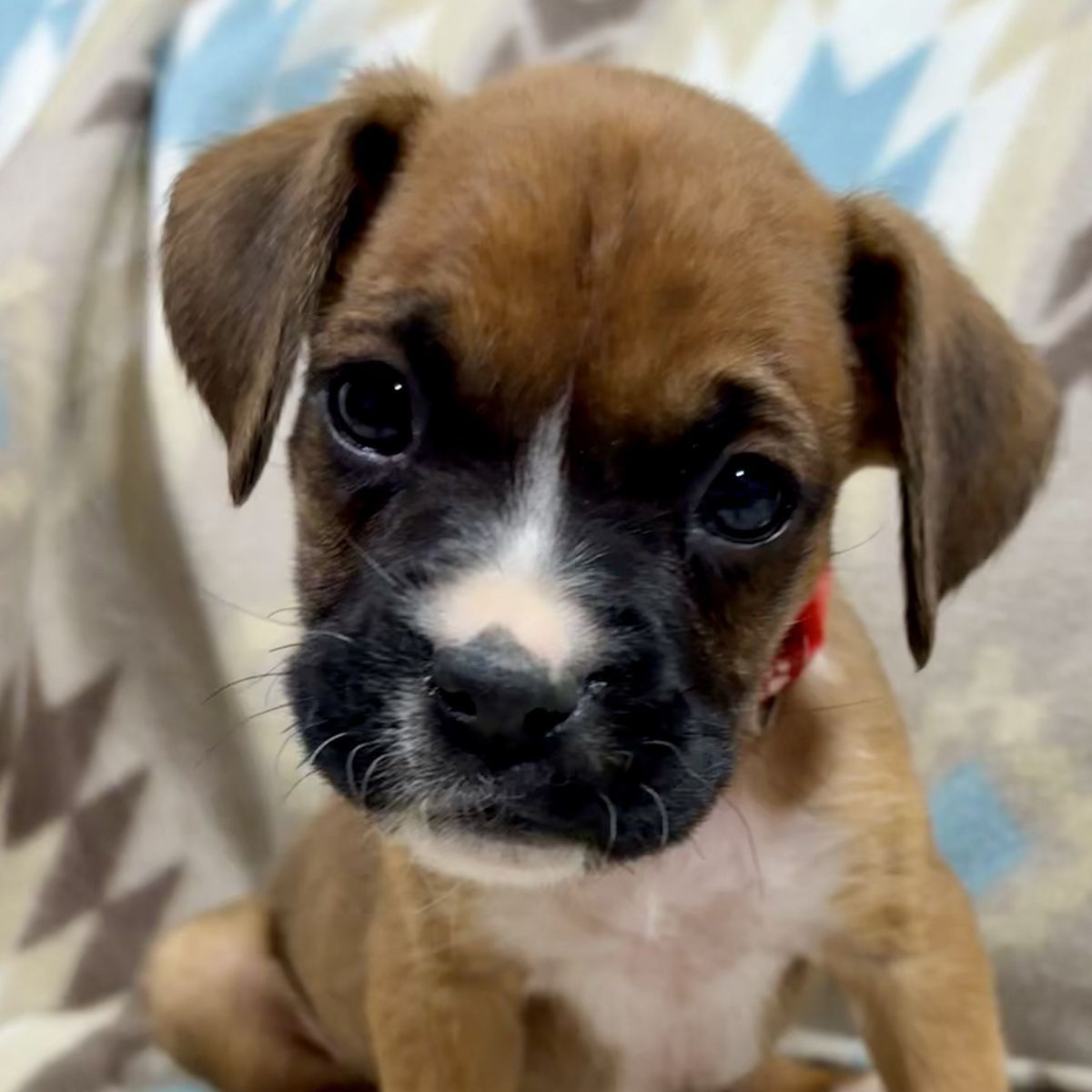 Purebred Boxer Puppy! One left!