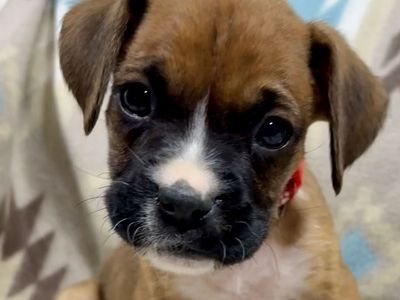 Purebred Boxer Puppy! One left!