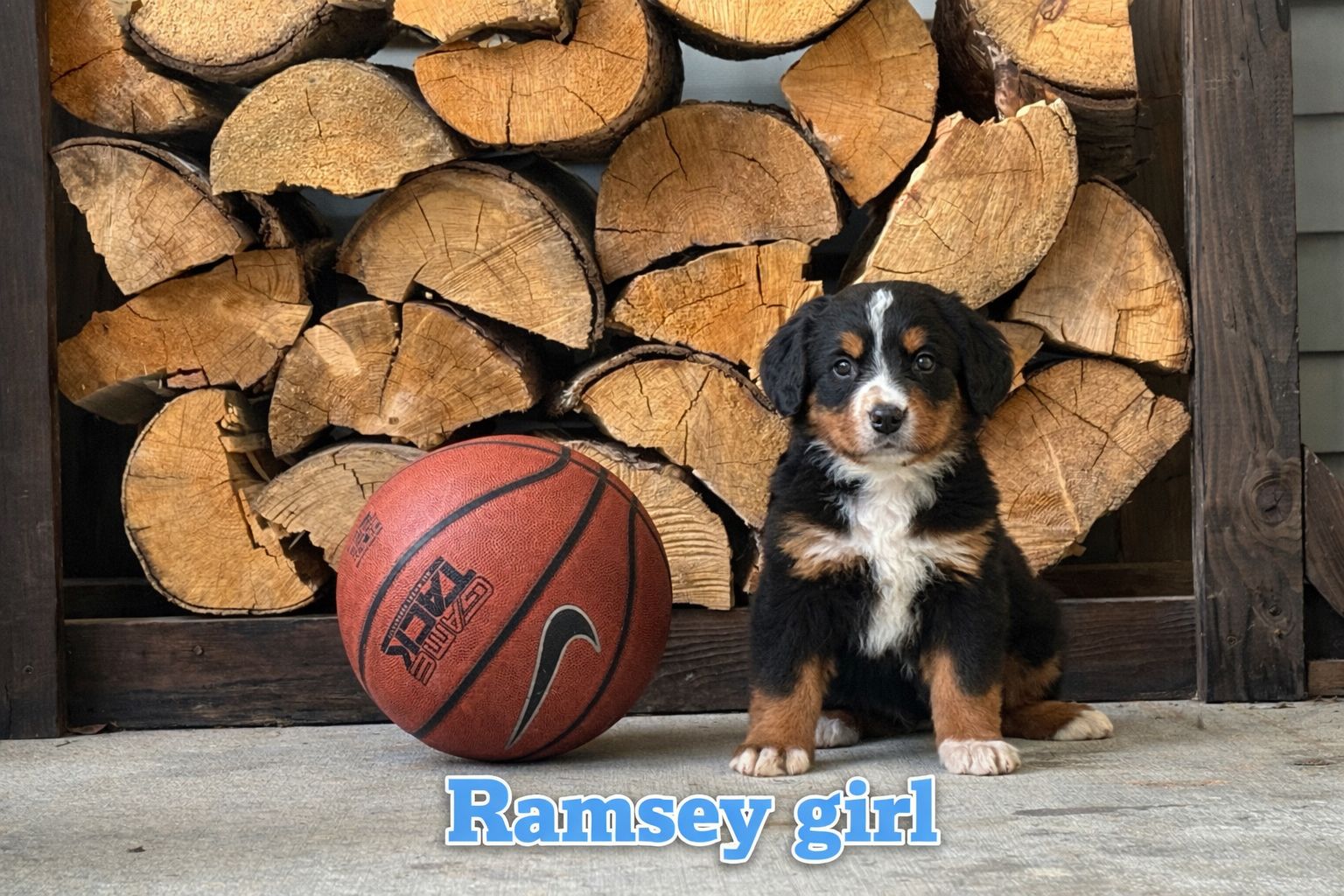 Bernese Mountain Dog Puppies