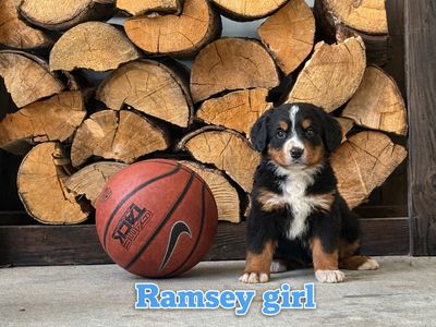 Bernese Mountain Dog Puppies