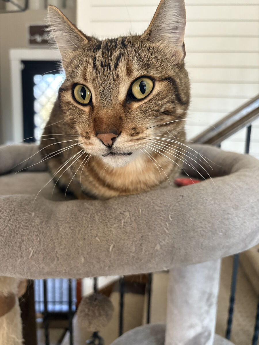 Lost/Missing Cat--male, no collar, last seen near Merlin Larsen Park in Highland 9/29