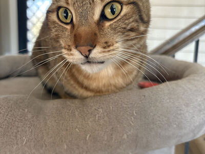 Lost/Missing Cat--male, no collar, last seen near Merlin Larsen Park in Highland 9/29