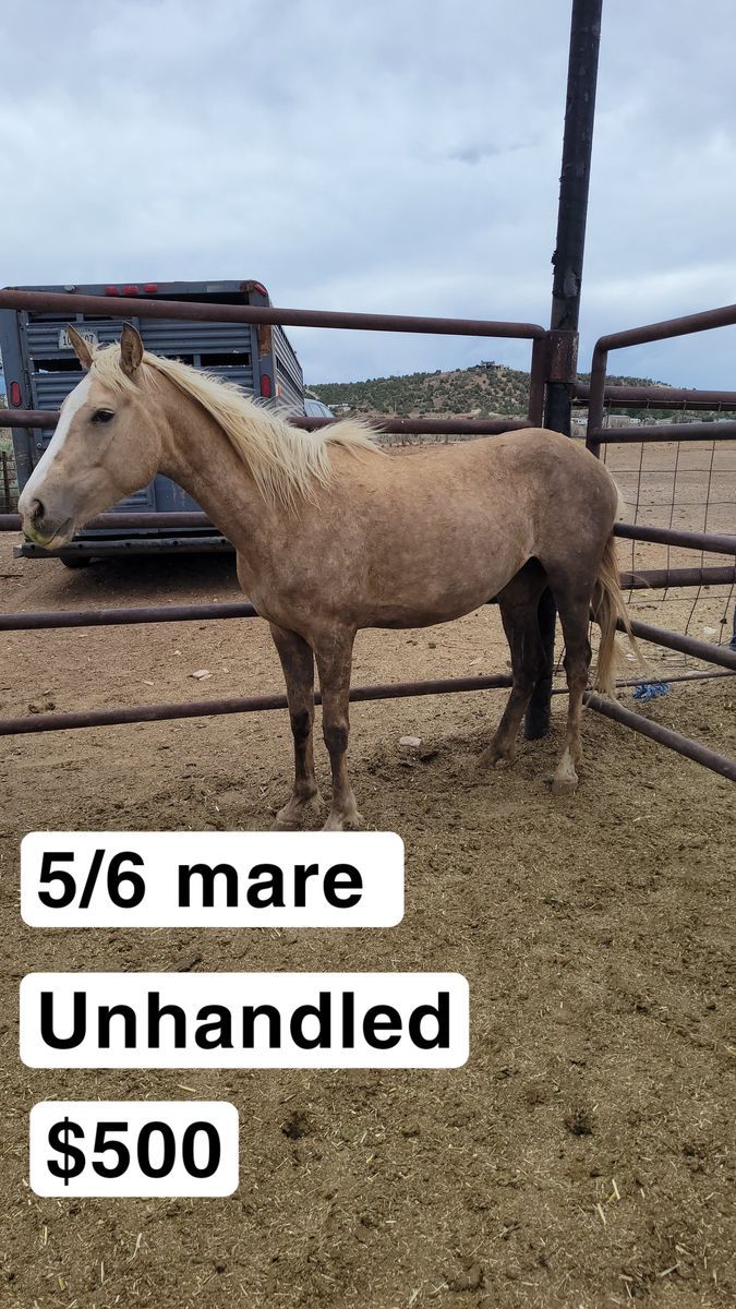 Mare