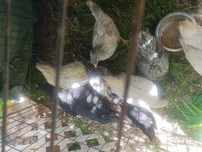 14 week old pullets/hens