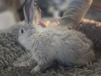 Rehoming Rabbits