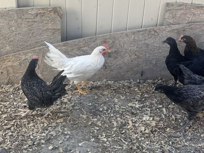 Roosters free